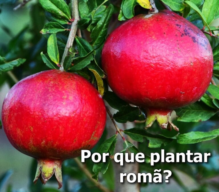 Como plantar Romã em vaso