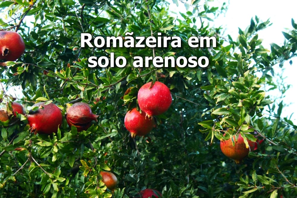 como plantar romã em solo arenoso