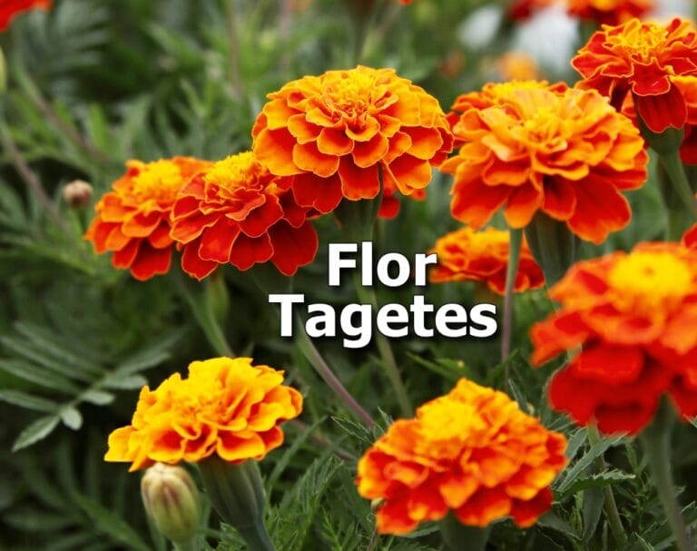 flor tagetes