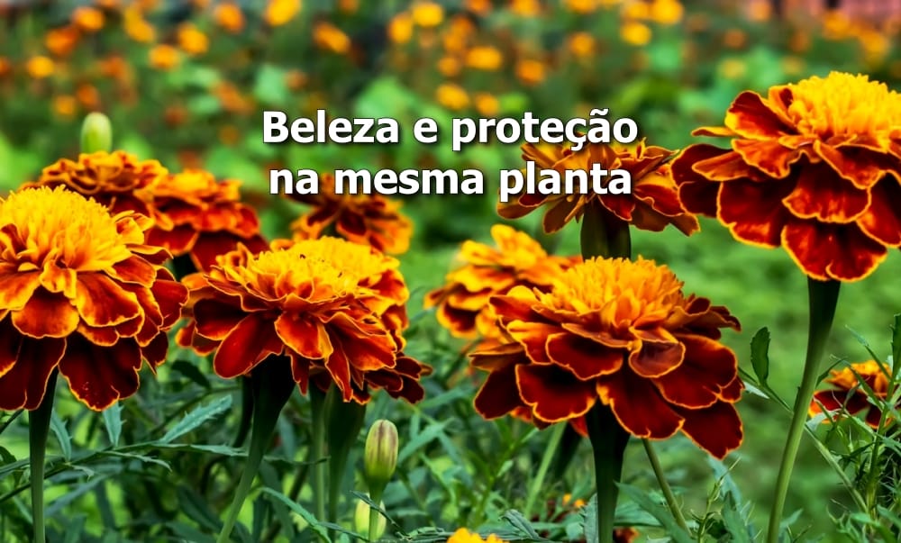Tagetes Cravo-de-Defunto