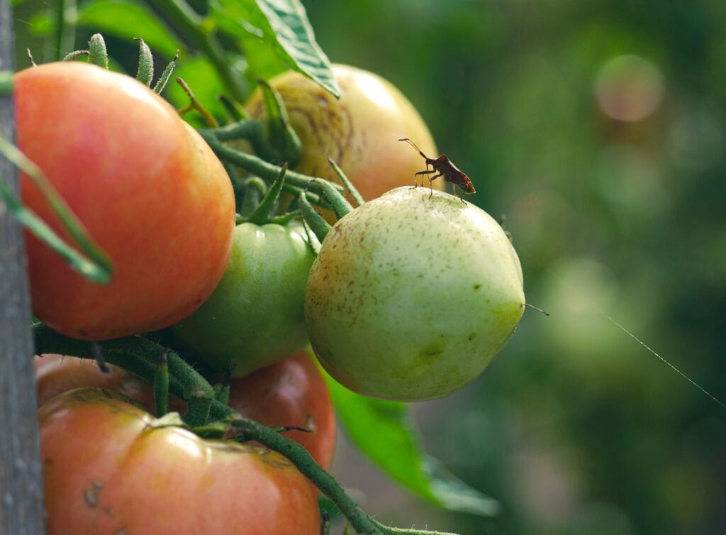 tomate resistente a pragas