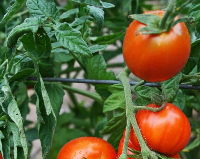 tutoramento do tomateiro