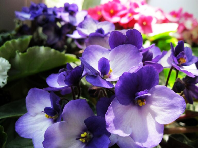 Como fazer Violeta-Africana florescer o ano todo