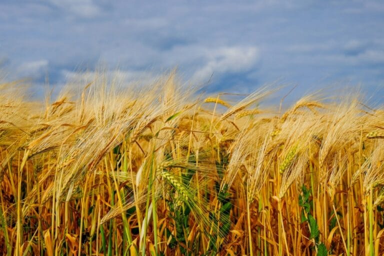 Como plantar trigo em lavoura