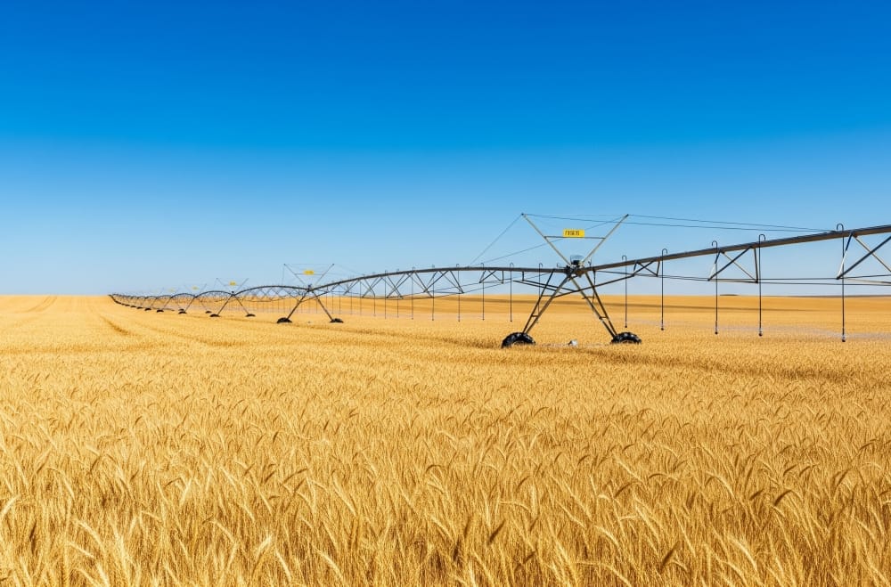 Irrigação do Trigo