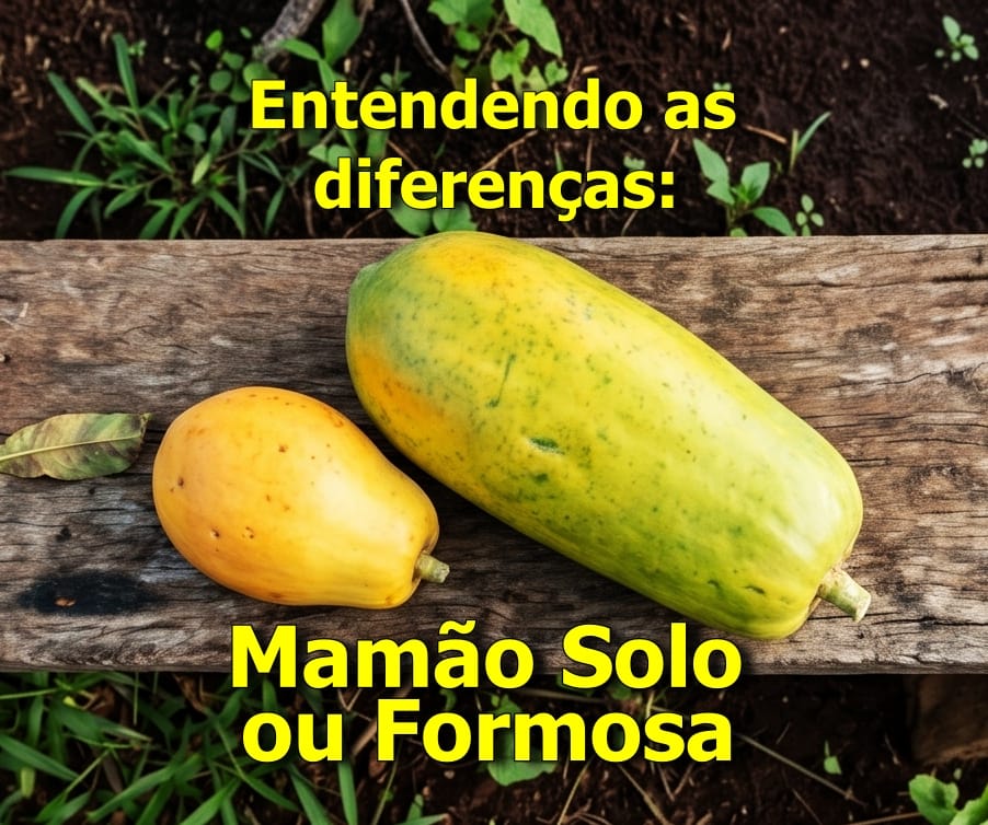 Mamão Solo ou Formosa
