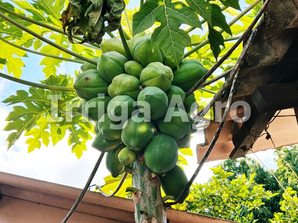 Mamão em espaço pequeno: reduza altura e aumente a colheita