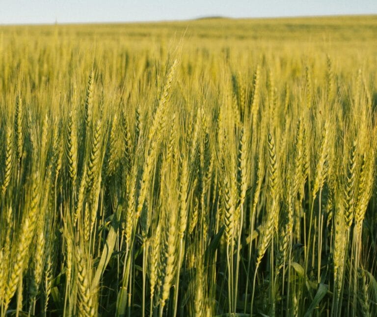 Trigo Sustentável: produção com baixo impacto ambiental e alta eficiência