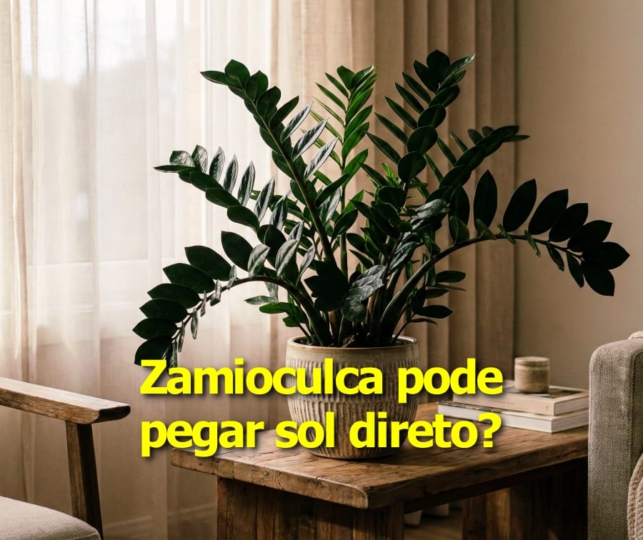 Zamioculca pode pegar sol direto?