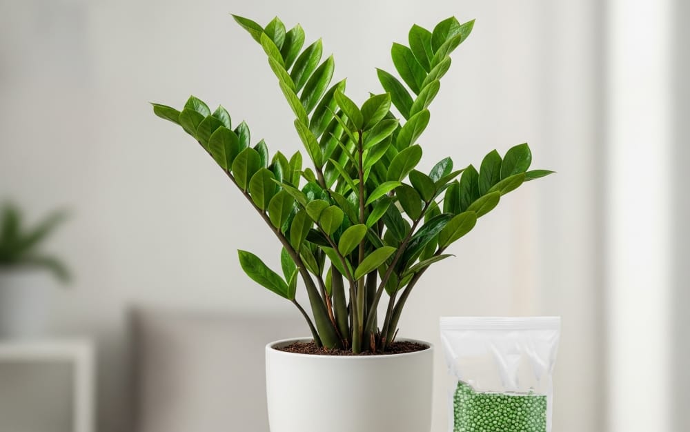 Qual o melhor adubo para a Zamioculca crescer Saudável e Brilhante?