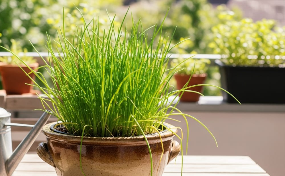 Como plantar cebolinha em vaso