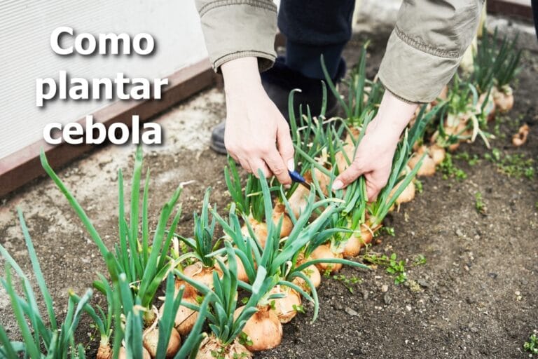 como plantar cebola em agosto