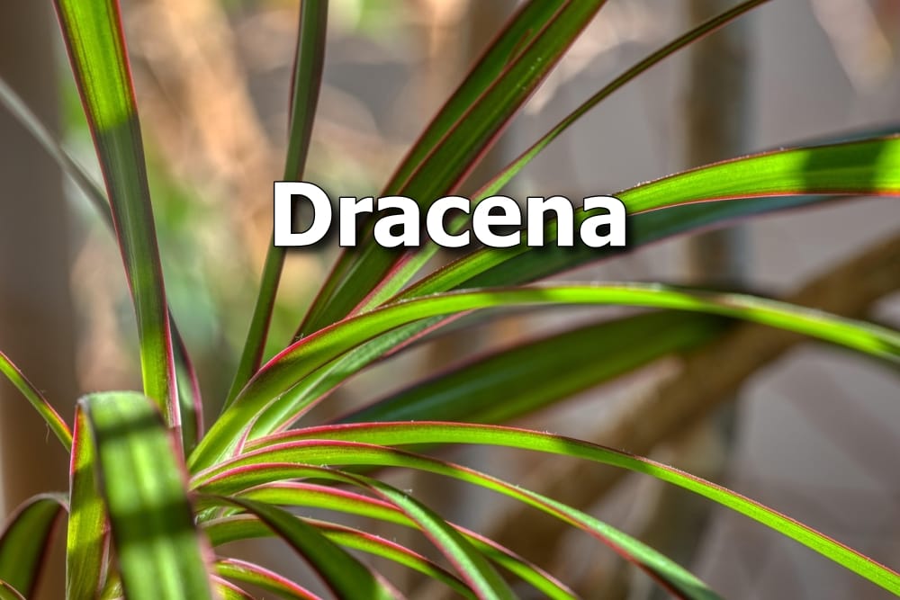 Dracena