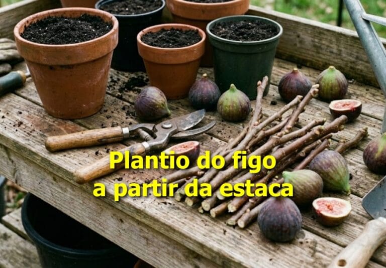 como plantar figo a partir de estaca