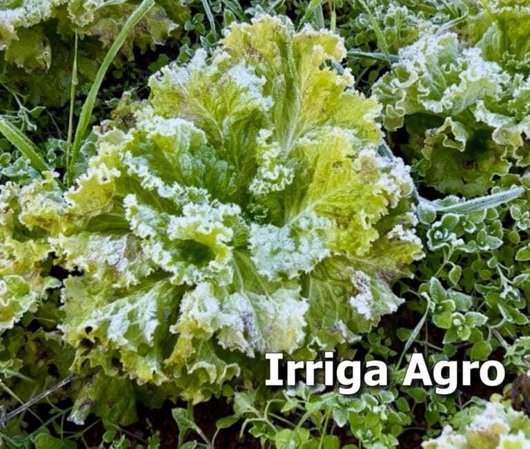 geada nas hortaliças