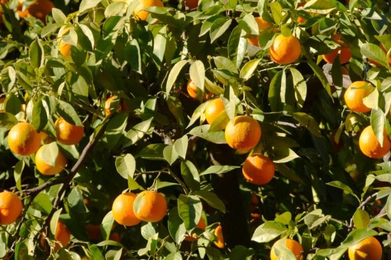 plantar laranja sem agrotóxicos