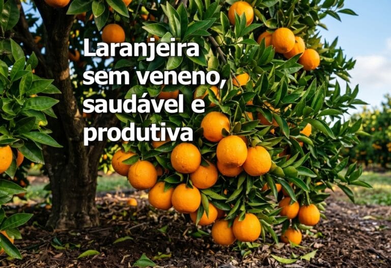 laranjeira sem agrotóxicos