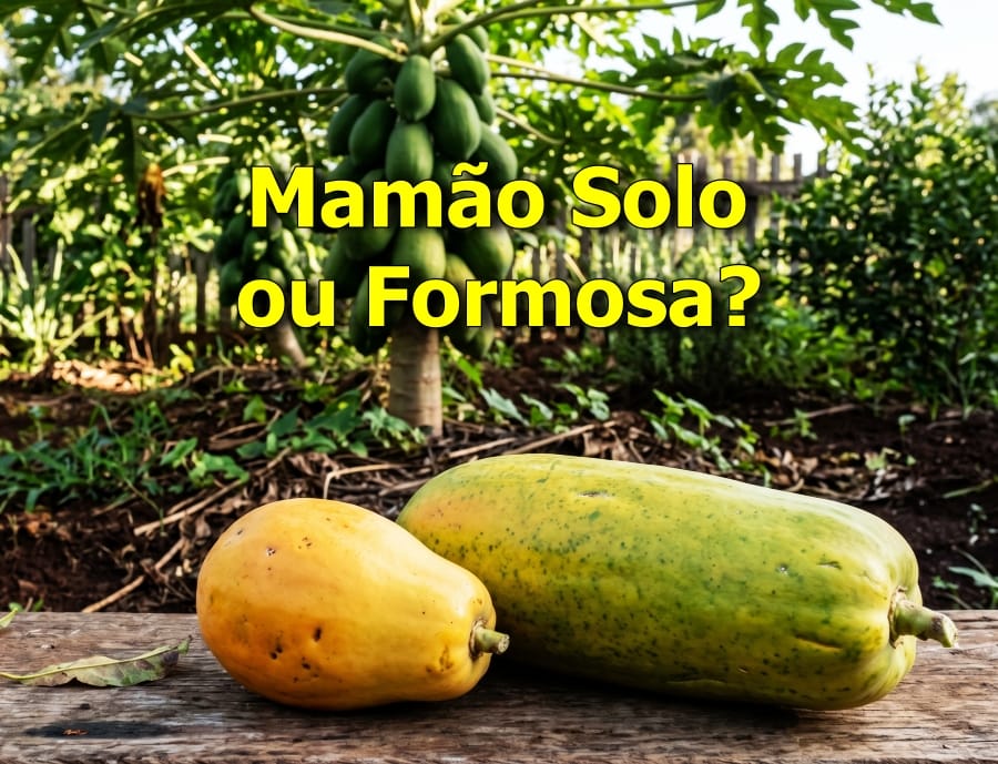 Mamão Solo ou Formosa