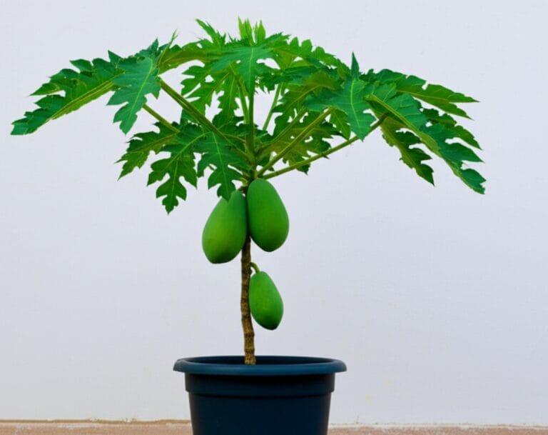 como plantar mamão em vaso