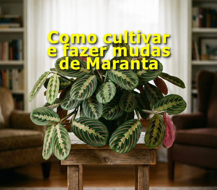 Maranta