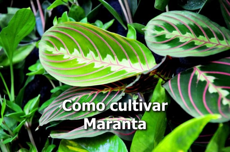 como cultivar maranta