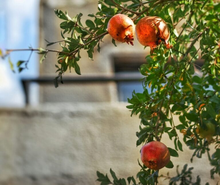 Pode plantar Romã perto de muro