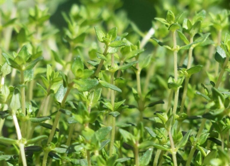 como plantar tomilho em vaso
