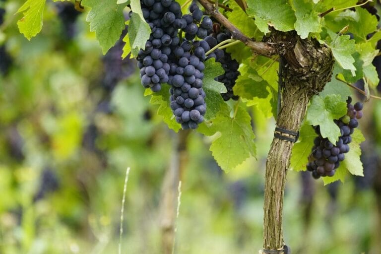 videira não produz frutos