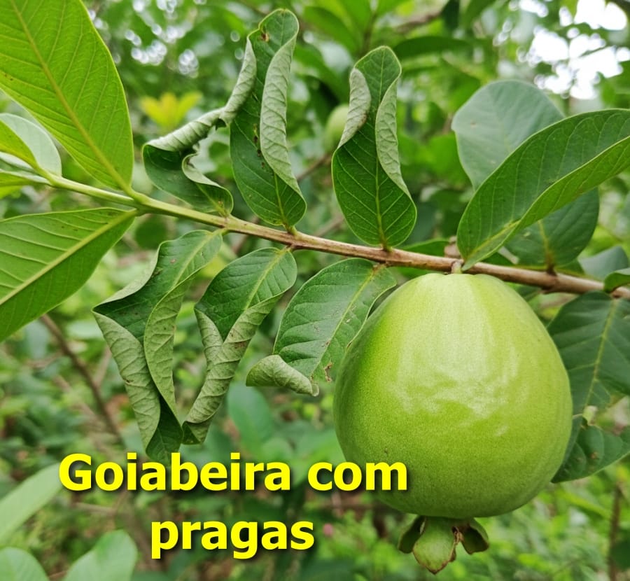 Goiabeira com pragas