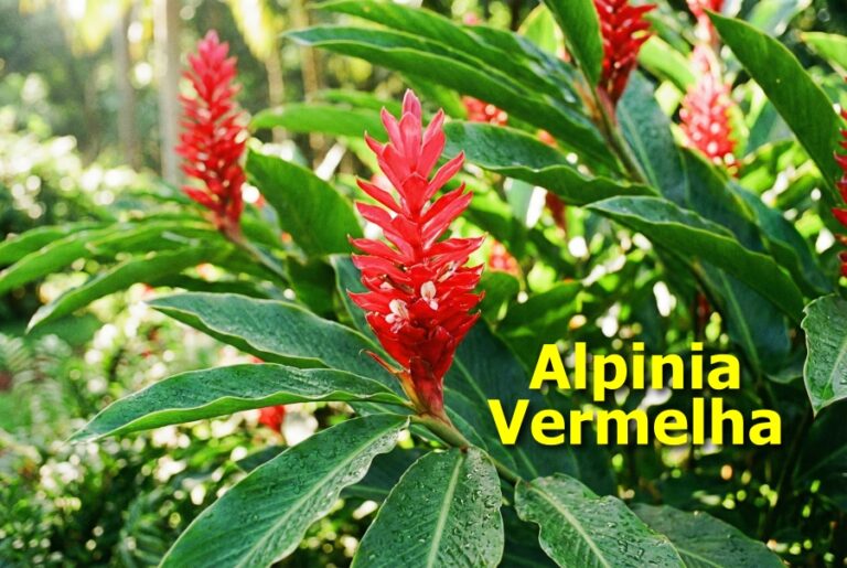 alpinia vermelha como plantar