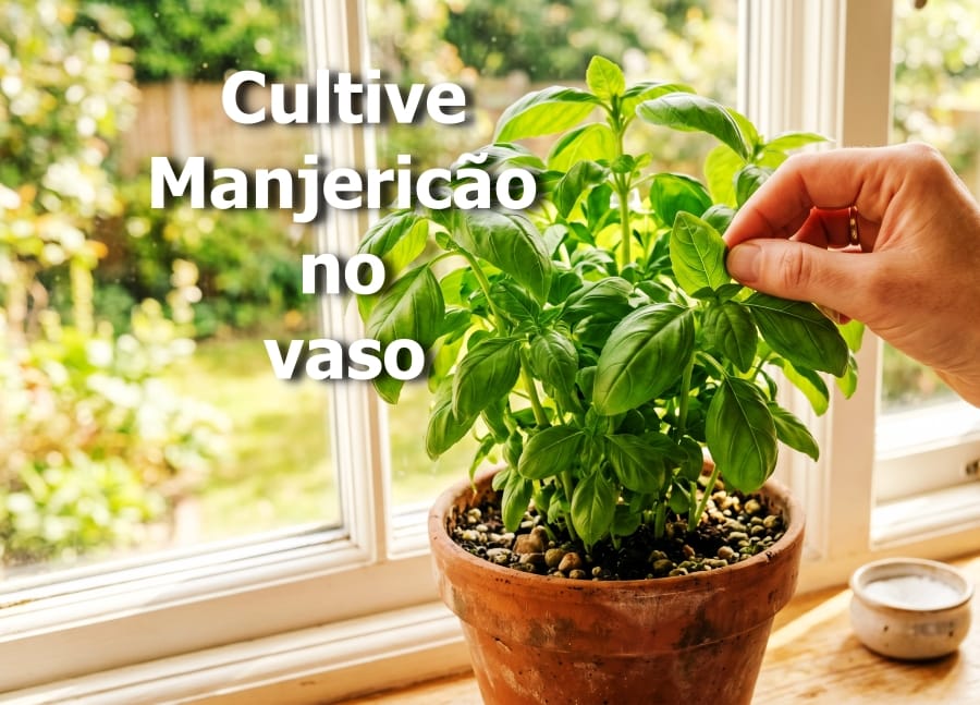 Como Cultivar Manjericão em Vaso e Ter Folhas Frescas o Ano Todo