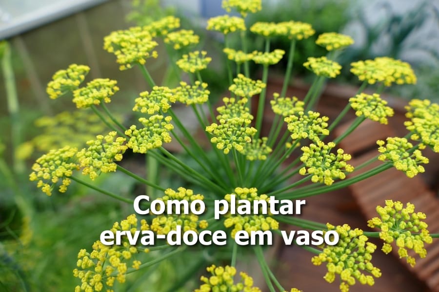 Como plantar erva-doce em vaso