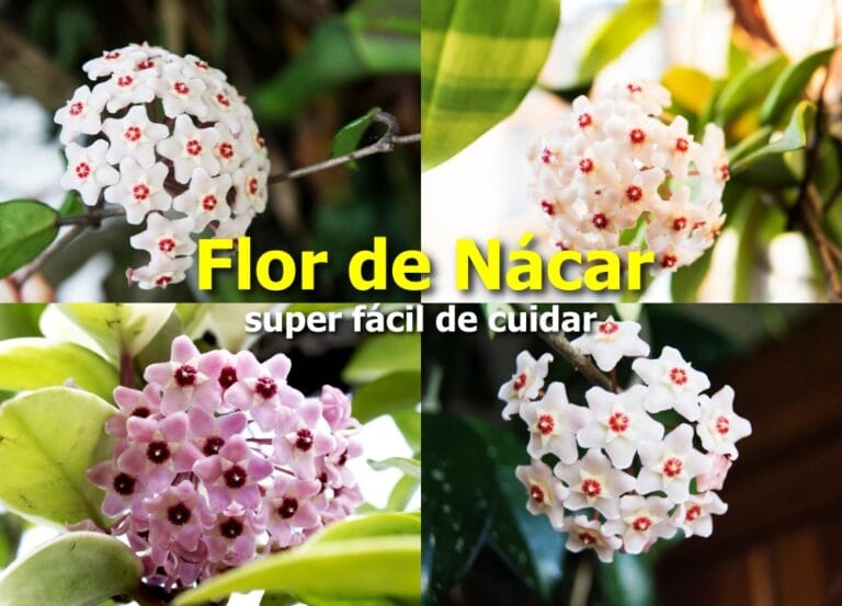 Flor de Nácar