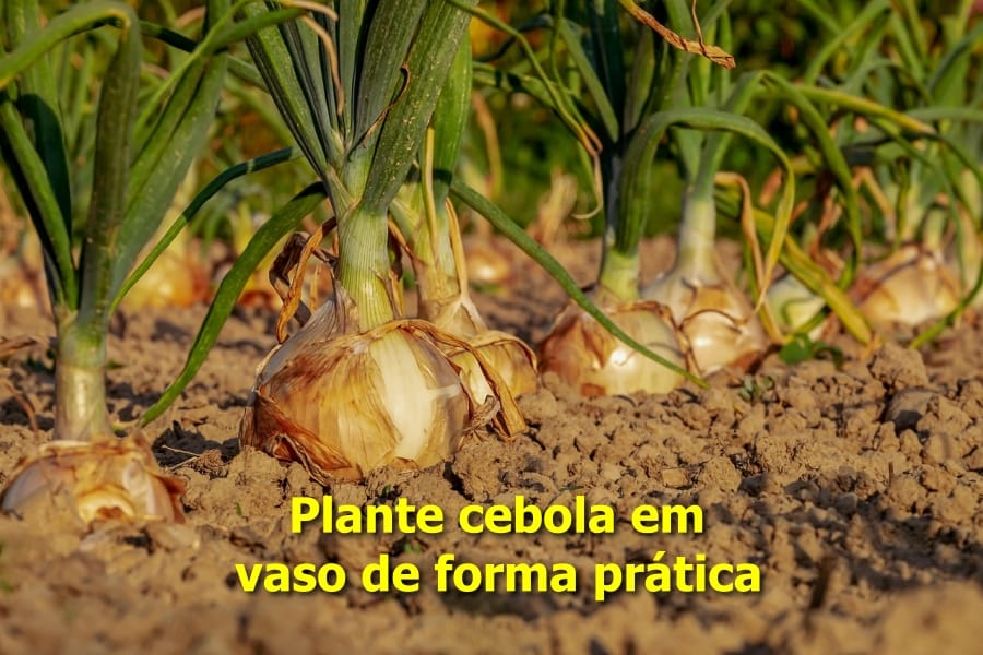 como plantar cebola em vaso