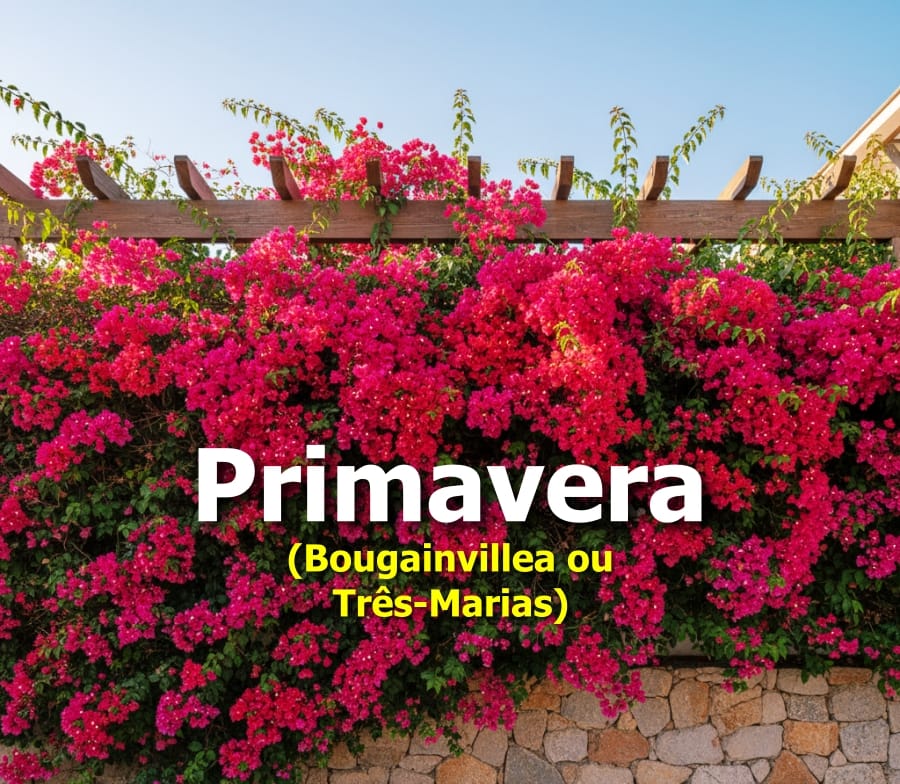 Primavera (Bougainvillea ou Três-Marias)