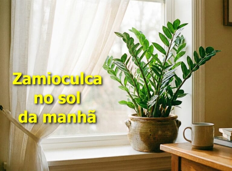Zamioculca no sol da manhã