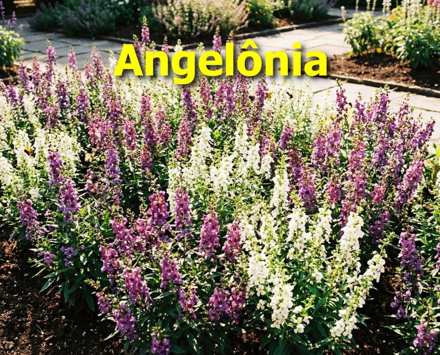 Angelônia