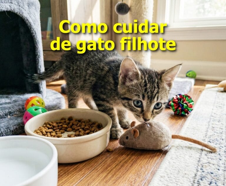 Como cuidar de gato filhote