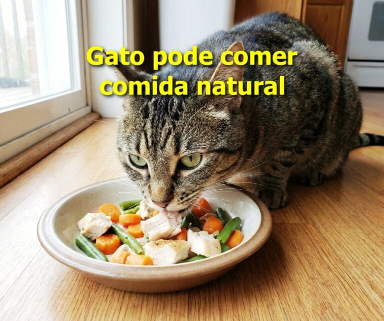 Gato pode comer comida natural