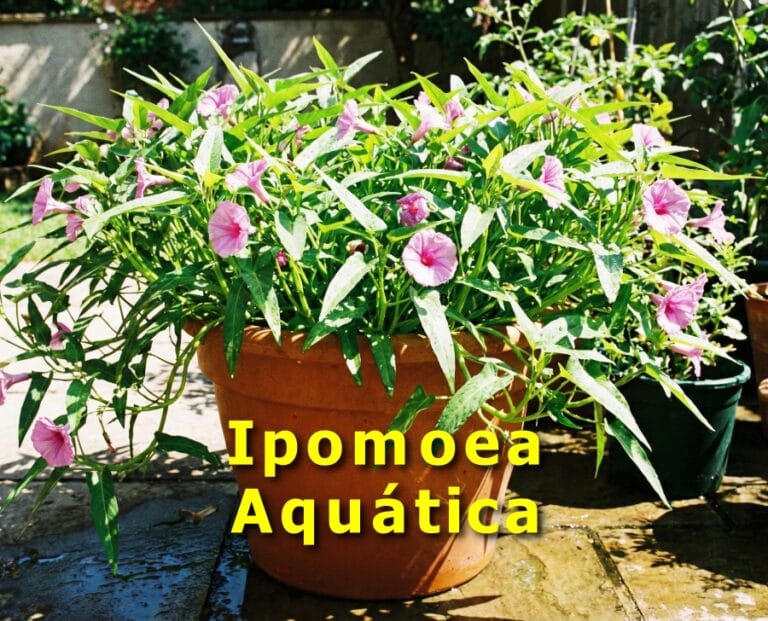 Ipomoea Aquática