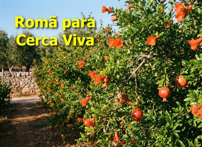Romã para Cerca Viva