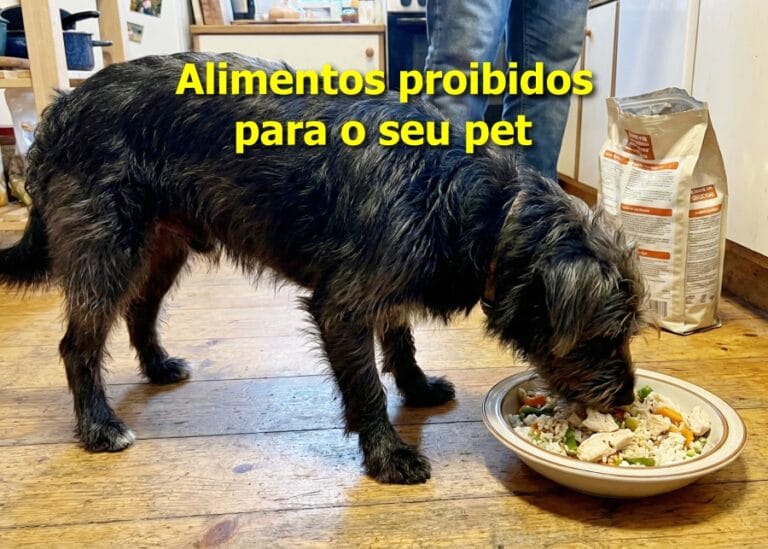 cachorro pode comer comida caseira