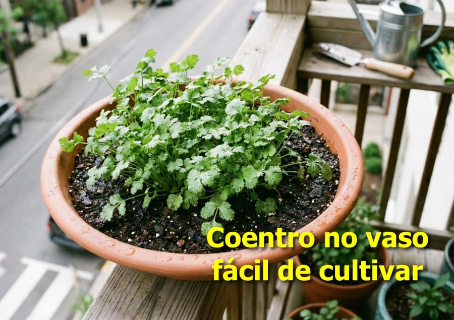 Como plantar coentro no vaso