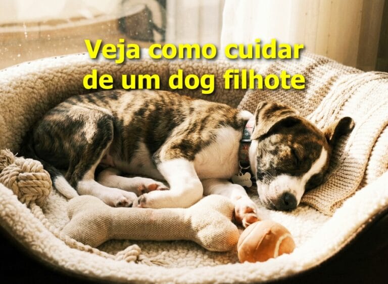 Como cuidar de cachorro filhote