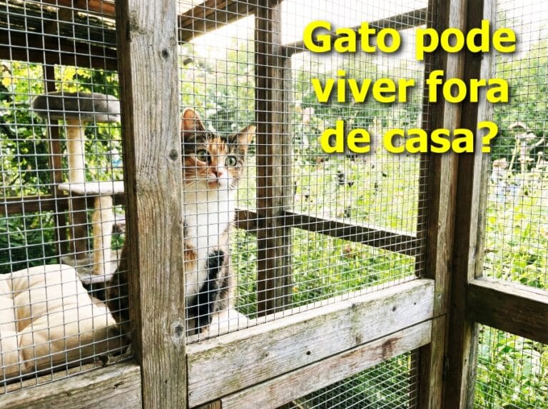 gato pode viver fora de casa