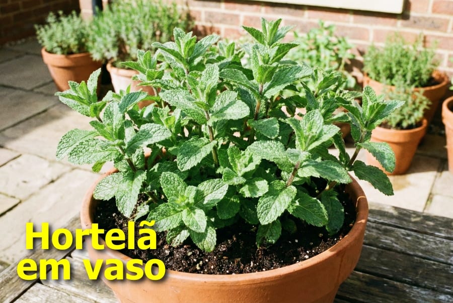 Hortelã em vaso