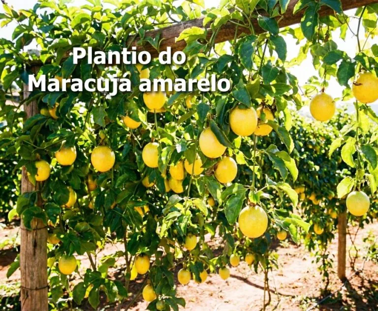 como plantar maracujá amarelo