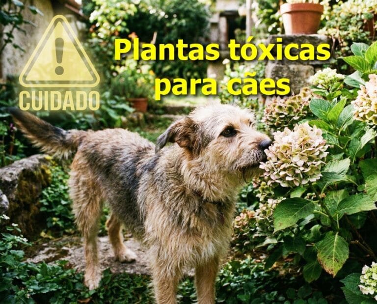 plantas tóxicas para cães