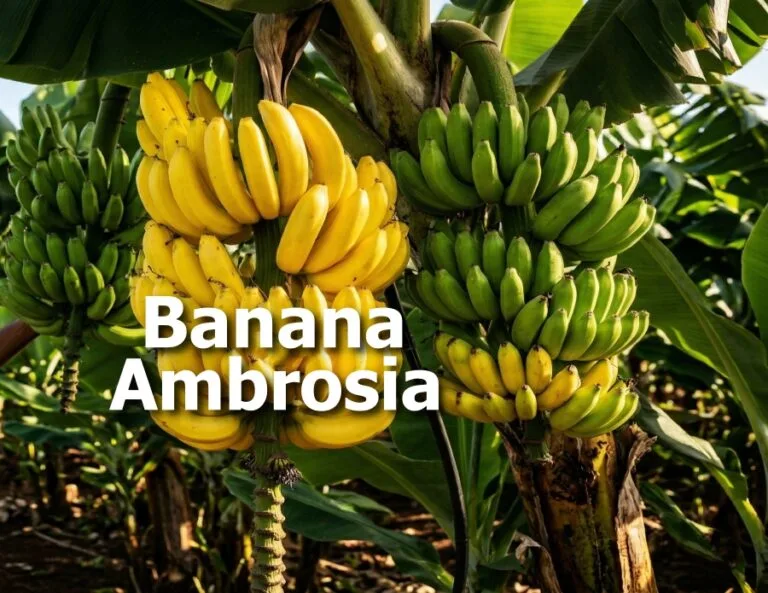 banana ambrosia