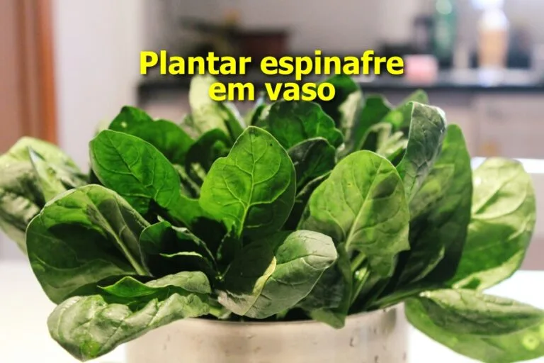 Como plantar espinafre em vaso